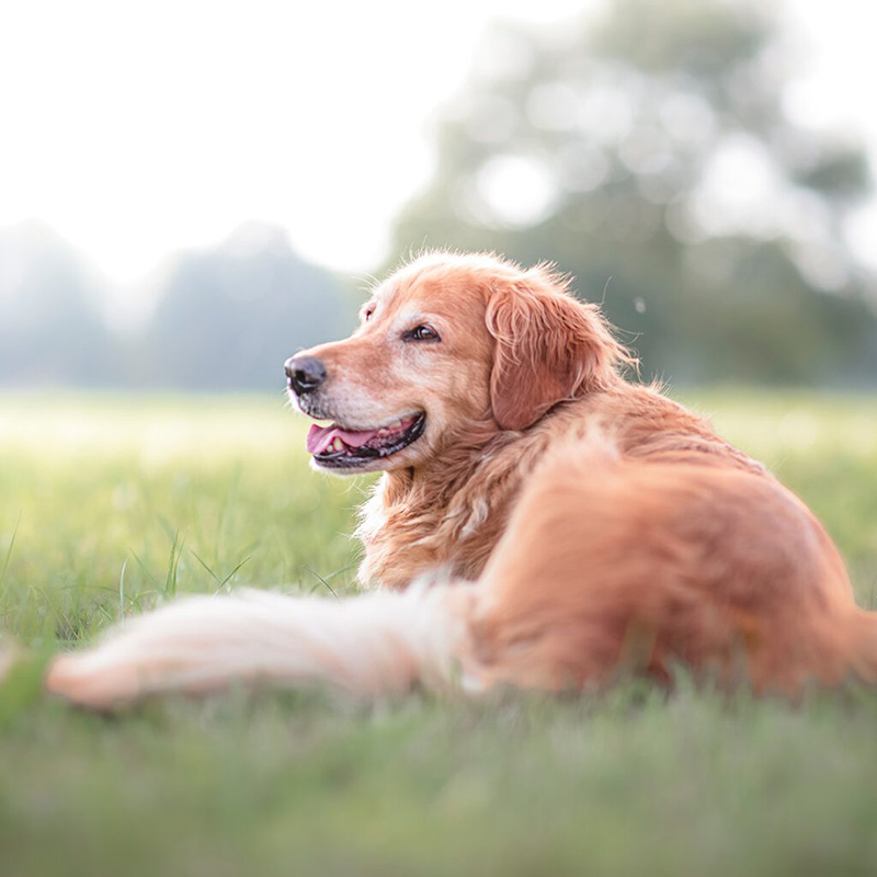 Fotograf-Dinkelsbühl-Hunde-Fotoshooting